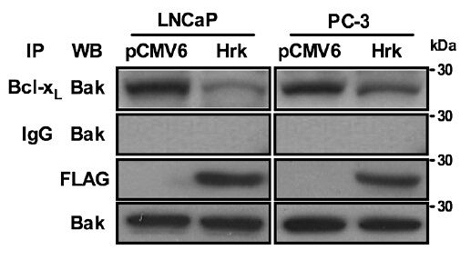 Figure from citation: Western Blot of DDK (FLAG) fused protein level by using anti-DDK antibody in human LNCaP or PC-3 cells. <a href="http://www.ncbi.nlm.nih.gov/pubmed/23580416" target="_blank">View Citation</a>