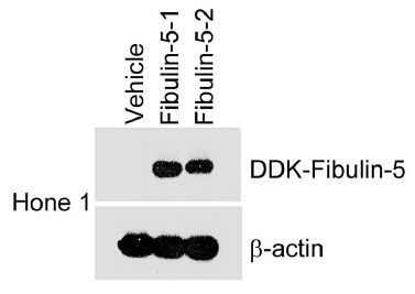 Figure from citation: Western Blot of DDK (FLAG) fused protein level by using anti-DDK antibody in human Hone1 cells. <a href="http://dx.plos.org/10.1371/journal.pone.0084218" target="_blank">View Citation</a>
