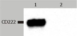 Western Blotting analysis (non-reducing conditions) of CD222 in whole cell lysate of JURKAT human peripheral blood T cell leukemia cell line. Lane 1: immunostaining with anti-CD222 (MEM-238) Lane 2: immunostaining with Isotype mouse IgG1 control