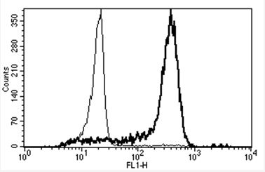 A typical staining pattern with the B-A8 monoclonal antibody of monocytes.