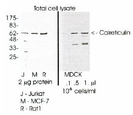 Western Blot using antibody at 1/5,000 dilution on indicated samples.