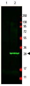 Western blot of GFP protein detected with polyclonal anti-GFP antibody. Lane 1 shows negative control staining of 20 g of mouse spleen lysate. Lane 2 shows staining of mouse spleen lysate spiked with 50 ng of wt GFP. This antibody detects a 27 kDa band cor