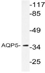 Western blot analysis of AQP5 Antibody in extracts from HUVECcells.