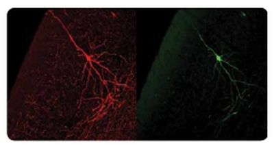 The same murine cortical neuron visualized using our Chicken anti-GFP antibody (left, in red) and visualized using GFP autofluorescence (right, in green). Note the increased detail and intensity of the anti-GFP antibody staining.