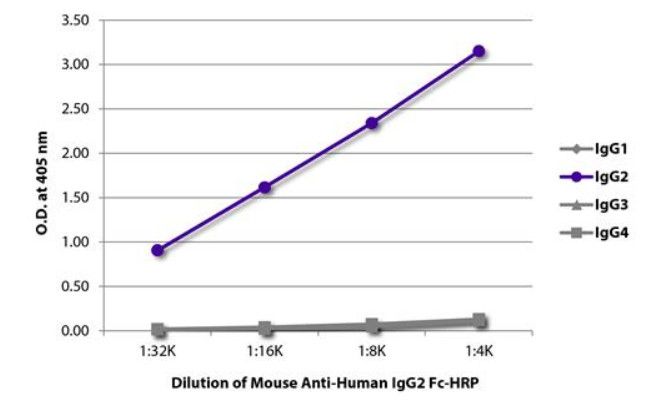 ELISA plate was coated with purified human IgG1, IgG2, IgG3, and IgG4. Immunoglobulins were detected with serially diluted Mouse Anti-Human IgG2 Fc-HRP (AM08152HR-N).