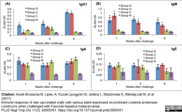 <strong>Published customer image:</strong> <br>Horseradish peroxidase conjugated Goat anti Rat IgA antibody (<strong>AP05377HR-N</strong>) used to evaluate post challenge antibody response of rats by ELISA. <br><strong>Image caption:</strong><br>Post-challenge serum antibody isotype responses of vaccinated and control rats to recombinant cysteine proteinase.<br>(A) IgG1. (B) IgM. (C) IgA. (D) IgE. Group G–Lyophilised lettuce expressing the mature CPFhW enzyme flanked by Gly-rich linkers; Group U–Lyophilised lettuce expressing the mature CPFhW protein fused with ubiquitin; Group C–Lyophilised control lettuce; Group N–None. At each timepoint, four rats from each group were euthanised and dissected. *Indicates significantly increased numbers of cells (p<0.05). Error bars indicate standard deviation.<br><br>From: Kesik-Brodacka M, Lipiec A, Kozak Ljunggren M, Jedlina L, Miedzinska K, Mikolajczak M, et al. (2017)<br>Immune response of rats vaccinated orally with various plant-expressed recombinant cysteine proteinase constructs when challenged with Fasciola hepatica metacercariae.<br><a href="https://www.ncbi.nlm.nih.gov/pubmed/28333957"target="_blank">PLoS Negl Trop Dis 11(3): e0005451</a>.