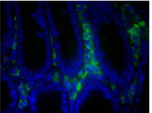 Paraffin embedded BALB/c mouse colon tissue section was stained with Goat Anti-Mouse IgA-FITC (SB Cat. No. AP32277FC-N) followed by DAPI.