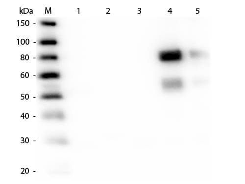 Western Blot of Anti-Rat IgM (mu chain) (RABBIT) Antibody (p/n 612-4107). Lane M: 3 μl Molecular Ladder. Lane 1: Rat IgG whole molecule (p/n 012-0102). Lane 2: Rat IgG F(c) Fragment (p/n 012-0103). Lane 3: Rat IgG Fab Fragment (p/n 012-0105). Lane 4: Rat IgM Whole Molecule (p/n 012-0107). Lane 5: Rat Serum (p/n D310-05). All samples were reduced. Load: 50 ng per lane. Block: MB-070 for 30 min at RT. Primary Antibody: Anti-Rat IgM (mu chain) (RABBIT) Antibody (p/n 612-4107) 1:2,000 for 60 min at RT. Secondary Antibody: Anti-Rabbit IgG (GOAT) Peroxidase Conjugated Antibody (p/n 611-103-122) 1:40,000 in MB-070 for 30 min at RT. Predicted/Observed Size: 25 and 55 kDa for Rat IgG and Serum, 25 kDa for F(c) and Fab, 78 and 25 kDa for IgM. Rat F(c) migrates slightly higher.