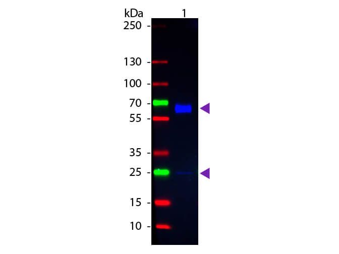 Western blot of Fluorescein conjugated Goat Anti-Rat IgA (Alpha chain) secondary antibody. Lane 1:  Mouse IgA Kappa chain. Lane 2:  None. Load:  100 ng per lane. Primary antibody:  None. Secondary antibody:  Fluorescein goat secondary antibody at 1:1,000 for 60 min at RT. Blocking:  MB-070 for 30 min at RT. Observed/Predicted size:  55 kDa, 55 kDa for Rat IgA. Other band(s):  IgA light chain.