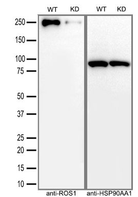 Equivalent amounts of cell lysates (30 ug per lane) of wild-type HeLa cells (WT) and ROS1-Knockdown HeLa cells (KD) were separated by SDS-PAGE and immunoblotted with anti-ROS1 monoclonal antibody TA805804(1:500). Then the blotted membrane was stripped and reprobed with anti-HSP90AA1 antibody as a loading control.