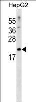 SFRS3 Antibody (Center) (Cat. #AP53880PU-N) western blot analysis in HepG2 cell line lysates (35ug/lane).This demonstrates the SFRS3 antibody detected the SFRS3 protein (arrow).
