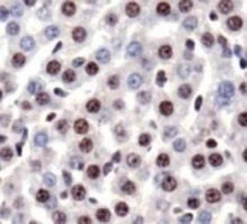 Immunohistochemistry-Paraffin: HMGB1/HMG-1 Antibody TA301448 - Staining of HMGB1 in mouse liver using TA301448.
