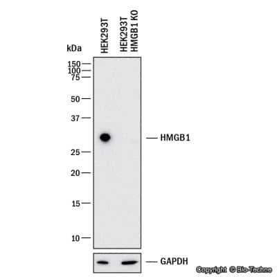 Knockdown Validated: HMGB1/HMG-1 Antibody TA301448 - Western blot shows lysates of HEK293T human embryonic kidney parental cell line and HMGB1 knockout (KO) HEK293T cell line. PVDF membrane was probed with 1.0 ug/ml of Rabbit Anti-Human HMGB1 Polyclonal Antibody (Catalog # TA301448) followed by HRP-conjugated Anti-Rabbit IgG Secondary Antibody (Catalog #HAF008). Specific band was detected for HMGB1 at approximately 30 kDa (as indicated) in the parental HEK293T cell line, but is not detectable in the knockout HEK293T cell line. This experiment was conducted under reducing conditions.