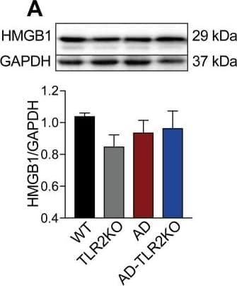 Expression of endogenous ligands for TLR2. (A) Expression of biglycan in AD-TLR2KO mice increased significantly compared with that in WT, AD, and TLR2KO mice (p<0.05). (B) HMGB1 in the four groups did not show a significant difference (p>0.05).
