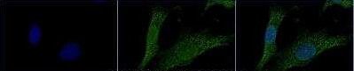 Immunocytochemistry/Immunofluorescence: HMGB1/HMG-1 Antibody TA301448 - NIH3T3 cells were fixed in 4% paraformaldehyde for 10 minutes and permeabilized in 0.5% Triton X-100 in PBS for 5 minutes. The cells were incubated with anti-HMGB1/HMG-1 Antibody TA301448 at 1 ug/ml for overnight at 4C and detected with an anti-rabbit Dylight 488 (Green) at a 1:1000 dilution for 60 minutes. Nuclei were counterstained with DAPI (Blue).  Cells were imaged using a 100X objective and digitally deconvolved.