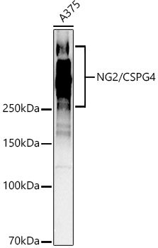 Western blot analysis of lysates from A375 cells
