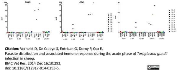 <strong>Published customer image:</strong>Mouse anti Bovine interleukin 12/23 antibody, clone CC301 (<a href="https://www.bio-rad-antibodies.com/product/partnumber/MCA1782EL.html">MCA1782EL</a>) used as a capture reagent in conjunction with biotinylated Mouse anti Bovine interleukin 12 antibody, clone CC326 (<strong>MCA2173B</strong>) as a detection reagent in a sandwich ELISA for the evaluation of IL-12 production by ovine cells <em>in vitro</em>.<br><strong>Image caption:</strong><br>IL-12 response (u/ml) in mesenteric lymph nodes against GRA7, TLA, MIC3 and EC2 in function of time.<br>From: Verhelst D, De Craeye S, Entrican G, Dorny P, Cox E.<br>Parasite distribution and associated immune response during the acute phase of <em>Toxoplasma gondii</em> infection  in sheep. <a href="http://www.ncbi.nlm.nih.gov/pubmed/25511864"target="_blank" rel="noopener">BMC Vet Res. 2014 Dec 16;10(1):293</a>.<br>This image is from an open access article distributed under the terms of the <a href="https://creativecommons.org/licenses/by/4.0/"target="_blank" rel="noopener">Creative Commons Attribution License</a>.