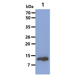 The Mouse tissue lysate (40ug) was resolved by SDS-PAGE, transferred to PVDF membrane and probed with anti-human FABP7 antibody (1:3000). Proteins were visualized using a goat anti-mouse secondary antibody conjugated to HRP and an ECL detection system. Lane 1.: Testis tissue lysate