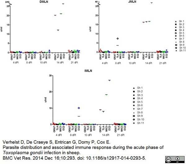 <strong>Published customer image:</strong>Mouse anti Bovine interleukin 12/23 antibody, clone CC301 (<strong>AM03219LE-N</strong>) used as a capture reagent in conjunction with biotinylated Mouse anti Bovine interleukin 12 antibody, clone CC326 (<a href="https://www.bio-rad-antibodies.com/product/partnumber/MCA2173B.html">MCA2173B</a>) as a detection reagent in a sandwich ELISA for the evaluation of IL-12 production by ovine cells <em>in vitro</em>.<br><strong>Image caption:</strong><br>IL-12 response (u/ml) in mesenteric lymph nodes against GRA7, TLA, MIC3 and EC2 in function of time.<br>From: Verhelst D, De Craeye S, Entrican G, Dorny P, Cox E.<br>Parasite distribution and associated immune response during the acute phase of <em>Toxoplasma gondii</em> infection  in sheep.<br><a href="http://www.ncbi.nlm.nih.gov/pubmed/25511864"target="_blank" rel="noopener">BMC Vet Res. 2014 Dec 16;10(1):293</a>.<br>This image is from an open access article distributed under the terms of the <a href="https://creativecommons.org/licenses/by/4.0/"target="_blank" rel="noopener">Creative Commons Attribution License</a>.
