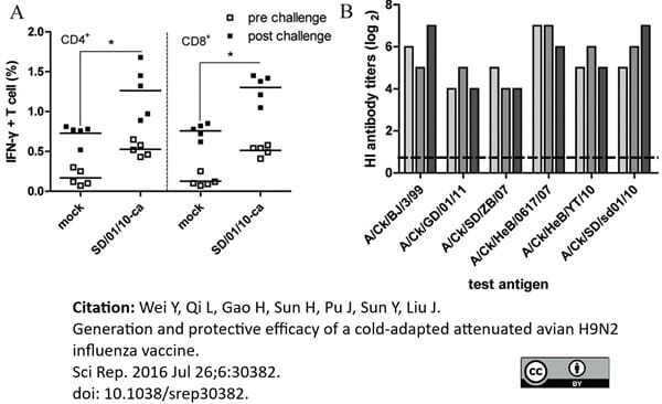 <strong>Published customer image:</strong> <br>Rabbit anti Chicken interferon-gamma antibody (<strong>SP2138A</strong>) used for the evaluation of interferon-&gamma; producing T-cells by flow cytometry.<br><strong>Image caption:</strong><br>(A) The frequency of IFN-&gamma;<sup>+</sup>CD4<sup>+</sup> or IFN-&gamma;<sup>+</sup>CD8<sup>+</sup> T cells in lungs. Chickens in groups of five were vaccinated with mock vaccine or SD/01/10-ca on day 0 and challenged intranasally with 10<sup>6</sup> EID<sub>50</sub> of A/chicken/Hebei/YT/2010 on day 14 after vaccination. Lungs were harvested on day 7 after challenge. IFN-&gamma;<sup>+</sup>CD4<sup>+</sup> or IFN-&gamma;<sup>+</sup>CD8<sup>+</sup> T cells in lungs stimulated with SD/01/10-wt were measured. Percentages of IFN-&gamma;<sup>+</sup>CD4<sup>+</sup> or IFN-&gamma;<sup>+</sup>CD8<sup>+</sup> T cells within CD4<sup>+</sup> or CD8<sup>+</sup> T cells were analyzed. *P <0.05, by one-way analysis of variance of the difference between SD/01/10-ca and mock vaccine group on day 7 after challenge. (B) HI antibody responses to homologous and heterologous viruses after vaccination with SD/01/10-ca. Serum samples were collected on day 14 post immunization, and the reactivity of collected sera (n = 3) to SD/01/10-wt or five heterologous H9N2 influenza viruses was assessed by an HI assay. Abbreviations: BJ, Beijing; Ck, chicken; GD, Guangdong; HeB, Hebei; SD, Shandong. <br><br>From: Wei Y, Qi L, Gao H, Sun H, Pu J, Sun Y, Liu J.<br>Generation and protective efficacy of a cold-adapted attenuated avian H9N2 influenza vaccine.<br><strong><a href="https://www.ncbi.nlm.nih.gov/pubmed/27457755"target="_blank" rel="noopener">Sci Rep. 2016 Jul 26;6:30382</a></strong>.<br>doi:  10.1038/srep30382.<br>This is from an open access article distributed under the terms of the <a href="https://creativecommons.org/licenses/by/4.0/"target="_blank" rel="noopener">Creative Commons Attribution License</a>.