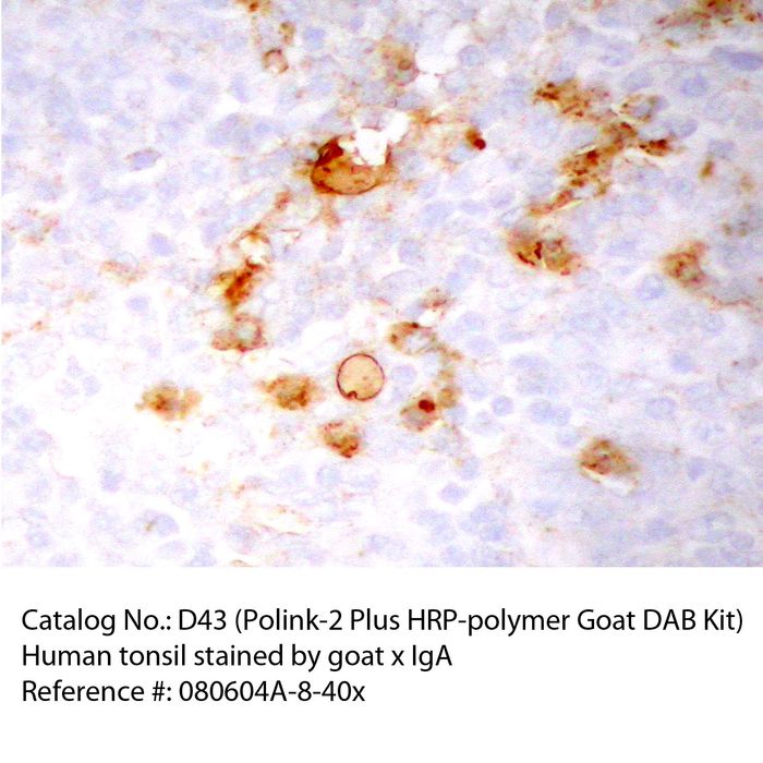 IHC staining of FFPE human tonsil tissue within normal limits using goat anti-IgA polyclonal antibody and Polink-2 Plus HRP Goat for DAB detection kit D43-18. The brown stain indicates positive stain and blue is the counter stain. It is mounted using a permanent organic mounting medium E37-100.