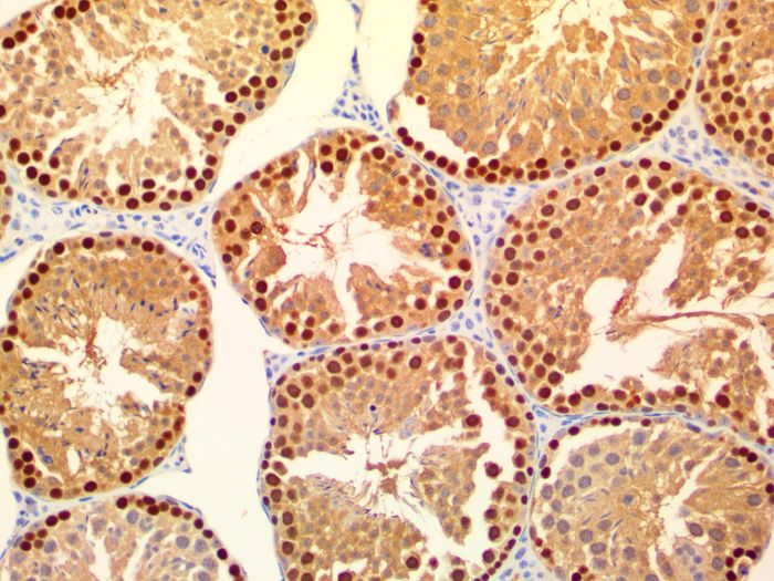 IHC staining of FFPE mouse testis tissue within normal limits using mouse anti-PCNA polyclonal antibody and Klear Mouse HRP for DAB detection kit D52-18. The brown stain indicates positive stain and blue is the counter stain. It is mounted using a permanent organic mounting medium E37-100.