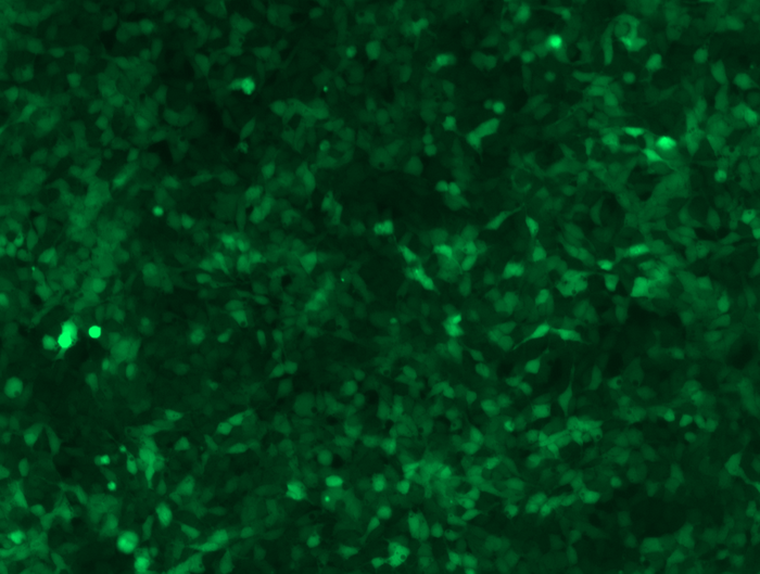 GFP imaging (10x) of HEK293T GFP Stable Cell Lines