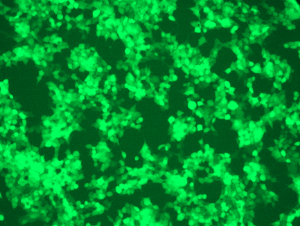 Fig. 2. HEK293 cells were transduced with the GFP lentivirus produced with LentiTran from Fig. 1 at MOI of 20. The fluorescence image was taken 48 hrs post transduction.