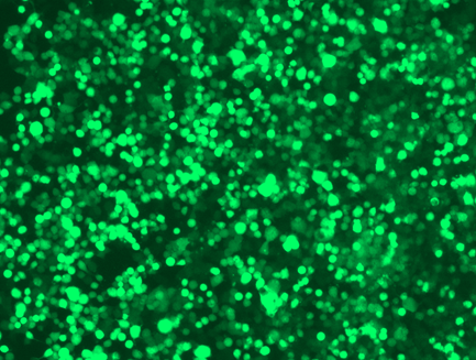 Fig. 1. HEK293T cells were transfected with a Lentiviral GFP expression plasmid (cat# <a href = "https://www.origene.com/catalog/vectors/lentiviral-gene-expression-vectors/ps100093-plenti-c-mgfp-p2a-puro-lentiviral-gene-expression-vector" title="PS100093" class="">PS100093</a>) using LentiTran.  The fluorescence image was taken 48 hrs post transfection.