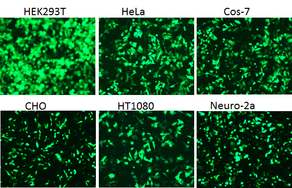 The above cell lines were transfected with 1 ug of pCMV6-AC-GFP (cat# <a href = "https://www.origene.com/catalog/vectors/mammalian-expression-vectors/ps100010-pcmv6-ac-gfp-mammalian-expression-vector" title="PS100010" class="">PS100010</a>) using MegaTran 2.0.  Fluorescence images were taken 48 hrs post transfection.