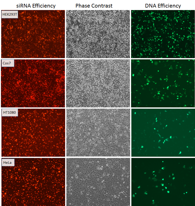 siTran 2.0 was used to co-transfect TYE-563 labeled siRNA (cat# <a href = "https://www.origene.com/catalog/rnai/sirna-oligo-duplexes/sr30002-sirna-related-product" title="SR30002" class="">SR30002</a>) and  GFP plasmid DNA (cat# <a href = "https://www.origene.com/catalog/vectors/lentiviral-gene-expression-vectors/ps100093-plenti-c-mgfp-p2a-puro-lentiviral-gene-expression-vector" title="PS100093" class="">PS100093</a>). Images were taken 48 hrs post transfection.
