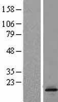 Western blot validation of overexpression lysate (Cat# LY407849) using anti-DDK antibody (Cat# <a href = "https://www.origene.com/catalog/antibodies/tag-antibodies/ta50011-100-clone-oti4c5-anti-ddk-flag-monoclonal-antibody" title="TA50011-100" class="">TA50011-100</a>). Left: Cell lysates from un-transfected HEK293T cells; Right: Cell lysates from HEK293T cells transfected with <a href = "https://www.origene.com/catalog/cdna-clones/expression-plasmids/rc206062-ltc4s-nm-145867-human-tagged-orf-clone" title="RC206062" class="">RC206062</a> using transfection reagent MegaTran 2.0 (Cat# <a href = "https://www.origene.com/catalog/others/transfection-reagents/tt210002-megatran-20-plasmid-dna-transfection-reagent-05-ml" title="TT210002" class="">TT210002</a>).