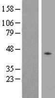 Western validation with an anti-DDK antibody * L: Control HEK293 lysate R: Over-expression lysate