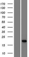 Western blot validation of overexpression lysate (Cat# <a href = "https://www.origene.com/catalog/proteins/over-expression-lysates/ly405523-adat2-nm-182503-human-over-expression-lysate" title="LY405523" class="">LY405523</a>) using anti-DDK antibody (Cat# <a href = "https://www.origene.com/catalog/antibodies/tag-antibodies/ta50011-100-clone-oti4c5-anti-ddk-flag-monoclonal-antibody" title="TA50011-100" class="">TA50011-100</a>). Left: Cell lysates from un-transfected HEK293T cells; Right: Cell lysates from HEK293T cells transfected with <a href = "https://www.origene.com/catalog/cdna-clones/expression-plasmids/rc212395-adat2-nm-182503-human-tagged-orf-clone" title="RC212395" class="">RC212395</a> using transfection reagent MegaTran 2.0 (Cat# <a href = "https://www.origene.com/catalog/others/transfection-reagents/tt210002-megatran-20-plasmid-dna-transfection-reagent-05-ml" title="TT210002" class="">TT210002</a>).