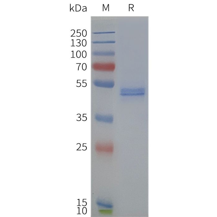 Figure 2. Human DRD4-Strep-Nanodisc, C-Flag&Strep Tag on SDS-PAGE