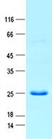 Coomassie blue staining of purified OCT4 protein (Cat #TP762703). The protein was produced from E.coli.