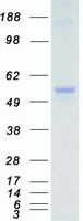 Coomassie blue staining of purified MKNK1 protein (Cat# TP301149). The protein was produced from HEK293T cells transfected with MKNK1 cDNA clone (Cat# <a href = "https://www.origene.com/catalog/cdna-clones/expression-plasmids/rc201149-mnk1-mknk1-nm-003684-human-tagged-orf-clone" title="RC201149" class="">RC201149</a>) using MegaTran 2.0 (Cat# <a href = "https://www.origene.com/catalog/others/transfection-reagents/tt210002-megatran-20-plasmid-dna-transfection-reagent-05-ml" title="TT210002" class="">TT210002</a>).