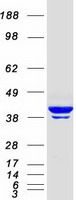 Coomassie blue staining of purified ACTB protein (Cat# TP303643). The protein was produced from HEK293T cells transfected with ACTB cDNA clone (Cat# <a href = "https://www.origene.com/catalog/cdna-clones/expression-plasmids/rc203643-beta-actin-actb-nm-001101-human-tagged-orf-clone" title="RC203643" class="">RC203643</a>) using MegaTran 2.0 (Cat# <a href = "https://www.origene.com/catalog/others/transfection-reagents/tt210002-megatran-20-plasmid-dna-transfection-reagent-05-ml" title="TT210002" class="">TT210002</a>).