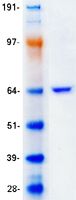 Coomassie blue staining of purified PLIN1 protein (Cat# TP306292). The protein was produced from HEK293T cells transfected with PLIN1 cDNA clone (Cat# <a href = "https://www.origene.com/catalog/cdna-clones/expression-plasmids/rc206292-perilipin-1-plin1-nm-002666-human-tagged-orf-clone" title="RC206292" class="">RC206292</a>) using MegaTran 2.0 (Cat# <a href = "https://www.origene.com/catalog/others/transfection-reagents/tt210002-megatran-20-plasmid-dna-transfection-reagent-05-ml" title="TT210002" class="">TT210002</a>).