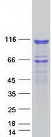 Coomassie blue staining of purified HSPH1 protein (Cat# TP307102). The protein was produced from HEK293T cells transfected with HSPH1 cDNA clone (Cat# <a href = "https://www.origene.com/catalog/cdna-clones/expression-plasmids/rc207102-hsp105-hsph1-nm-006644-human-tagged-orf-clone" title="RC207102" class="">RC207102</a>) using MegaTran 2.0 (Cat# <a href = "https://www.origene.com/catalog/others/transfection-reagents/tt210002-megatran-20-plasmid-dna-transfection-reagent-05-ml" title="TT210002" class="">TT210002</a>).