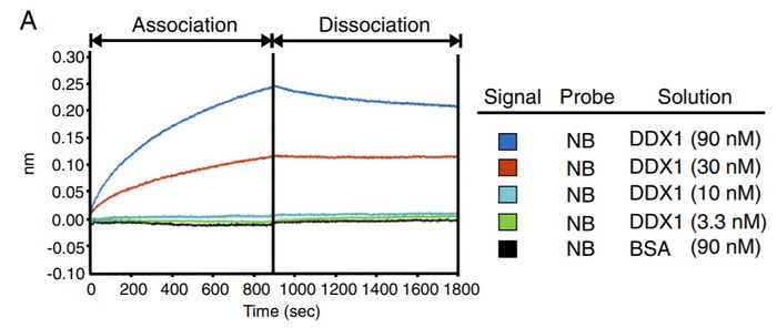 DDX1 interacts with Nullbasic in vitro, as measured by the Octet Red system. Biotinylated recombinant Nullbasic-FLAG-V5-6-His was bound to a streptavidin biosensor and applied to solutions containing 3.3, 10, 30 or 90 nM of human recombinant Myc-DDK-tagged DDX1 (OriGene TP308769). BSA served as a control. Figure cited from Retrovirology, PMID: 25496916