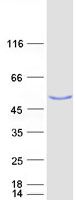 Coomassie blue staining of purified USP3 protein (Cat# TP309550). The protein was produced from HEK293T cells transfected with USP3 cDNA clone (Cat# <a href = "https://www.origene.com/catalog/cdna-clones/expression-plasmids/rc209550-usp3-nm-006537-human-tagged-orf-clone" title="RC209550" class="">RC209550</a>) using MegaTran 2.0 (Cat# <a href = "https://www.origene.com/catalog/others/transfection-reagents/tt210002-megatran-20-plasmid-dna-transfection-reagent-05-ml" title="TT210002" class="">TT210002</a>).