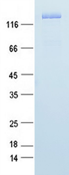 Coomassie blue staining of purified TRIM33 protein (Cat # TP312497). The protein was produced from HEK293 cells transfected with TRIM33 (Cat # <a href = "https://www.origene.com/catalog/cdna-clones/expression-plasmids/rc212497-tif1-gamma-trim33-nm-015906-human-tagged-orf-clone" title="RC212497" class="">RC212497</a>).