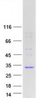 Coomassie blue staining of purified INMT protein (Cat# TP318678). The protein was produced from HEK293T cells transfected with INMT cDNA clone (Cat# <a href = "https://www.origene.com/catalog/cdna-clones/expression-plasmids/rc218678-inmt-nm-006774-human-tagged-orf-clone" title="RC218678" class="">RC218678</a>) using MegaTran 2.0 (Cat# <a href = "https://www.origene.com/catalog/others/transfection-reagents/tt210002-megatran-20-plasmid-dna-transfection-reagent-05-ml" title="TT210002" class="">TT210002</a>).