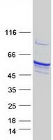 Coomassie blue staining of purified TPH1 protein (Cat# TP321254). The protein was produced from HEK293T cells transfected with TPH1 cDNA clone (Cat# <a href = "https://www.origene.com/catalog/cdna-clones/expression-plasmids/rc221254-tryptophan-hydroxylase-tph1-nm-004179-human-tagged-orf-clone" title="RC221254" class="">RC221254</a>) using MegaTran 2.0 (Cat# <a href = "https://www.origene.com/catalog/others/transfection-reagents/tt210002-megatran-20-plasmid-dna-transfection-reagent-05-ml" title="TT210002" class="">TT210002</a>).