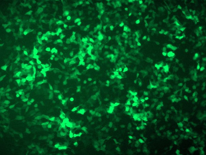 GFP signal was observed under microscope at 48 hours after transduction of TL511743A virus into HEK293 cells. TL511743A virus was prepared using lenti-shRNA TL511743A and <a href = "https://www.origene.com/catalog/others/lentiviral-packaging-kits/tr30037-lentiviral-packaging-kits" title="TR30037" class="">TR30037</a> packaging kit.