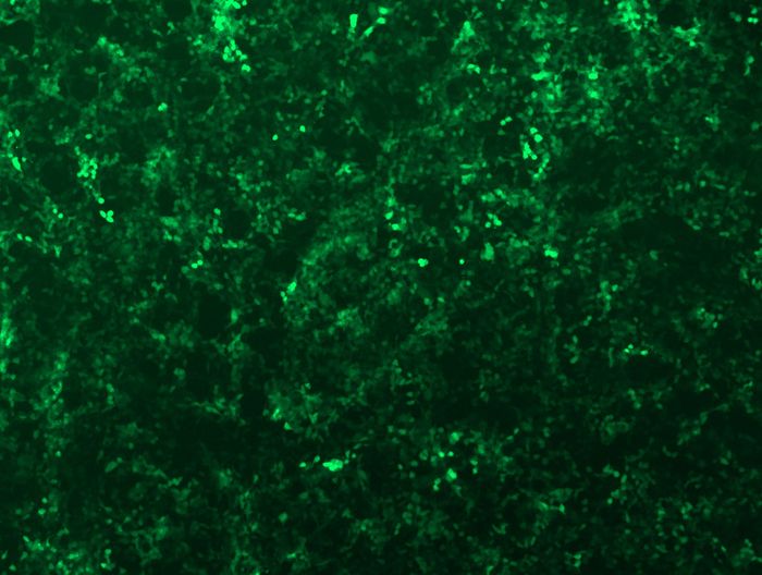 GFP signal was observed under microscope at 48 hours after transduction of TL313207A virus into HEK293 cells. TL313207A virus was prepared using lenti-shRNA TL313207A and <a href = "https://www.origene.com/catalog/others/lentiviral-packaging-kits/tr30037-lentiviral-packaging-kits" title="TR30037" class="">TR30037</a> packaging kit.