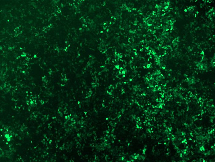 GFP signal was observed under microscope at 48 hours after transduction of TL313668D virus into HEK293 cells. TL313668D virus was prepared using lenti-shRNA TL313668D and <a href = "https://www.origene.com/catalog/others/lentiviral-packaging-kits/tr30037-lentiviral-packaging-kits" title="TR30037" class="">TR30037</a> packaging kit.