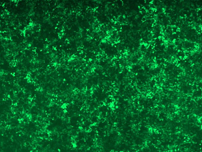 GFP signal was observed under microscope at 48 hours after transduction of TL512231A virus into HEK293 cells. TL512231A virus was prepared using lenti-shRNA TL512231A and <a href = "https://www.origene.com/catalog/others/lentiviral-packaging-kits/tr30037-lentiviral-packaging-kits" title="TR30037" class="">TR30037</a> packaging kit.