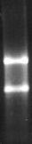 RNA Gel Image